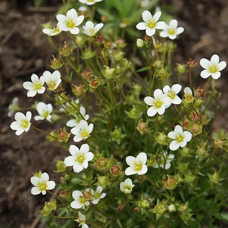 Casa vacanze Maisaess Lifinarblick Schruns